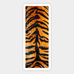 Back of a Tiger showing off its beautiful coat Sticker